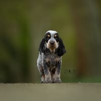 Brimir, chien à adopter