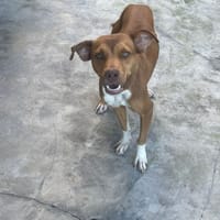 MADRID, chienne à adopter