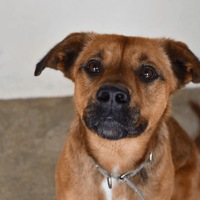 VAKESO, chien à adopter