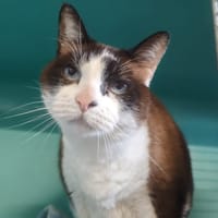 GASPARD, chat à adopter