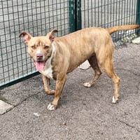 Jessy, chienne à adopter