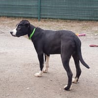 ZEPHYR, chien à adopter