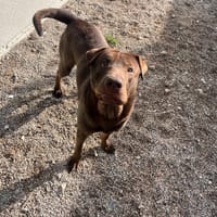 IRUS, chien à adopter