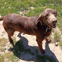 Cesar, chien à adopter