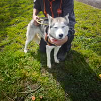 SPIRITE, chienne à adopter