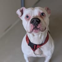 FUTE, chien à adopter