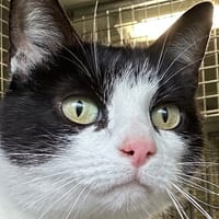 FRIPOUILLE, chatte à adopter