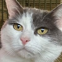 CHIPIE, chatte à adopter