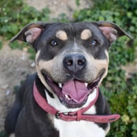 Bob, chien à adopter