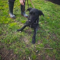BRANDY (réservée), chienne à adopter