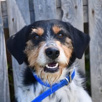 Ragnar, chien à adopter