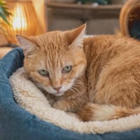 VITAMINE, chatte à adopter