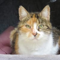 MARIANNE, chatte à adopter