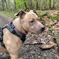 EDMOND PAA24178, chien à adopter