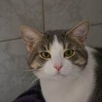 STITCH, chat à adopter