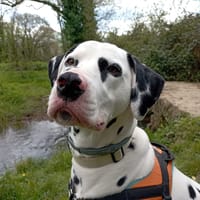 Pistache, chien à adopter