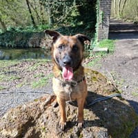 LIOR, chien à adopter