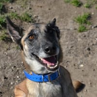 PEPITA, chienne à adopter