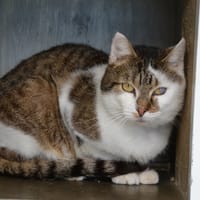 USKY, chat à adopter