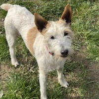 Lassie, chienne à adopter