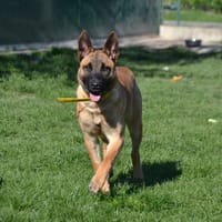 LALY, chienne à adopter