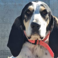 OGIZ, chien à adopter