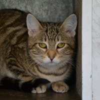 TRICOTTE, chatte à adopter