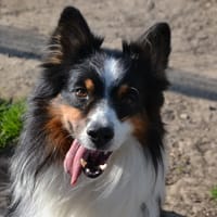 HELIOS, chien à adopter