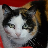 BELLA, chatte à adopter