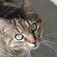 SALICORNE, chat à adopter