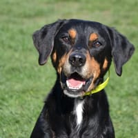 DJINKO, chien à adopter