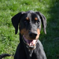 PIKE, chien à adopter