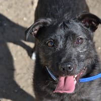 COOKIE, chienne à adopter