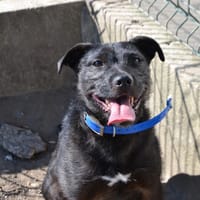 COOKIE, chienne à adopter