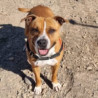 NALA, chienne à adopter