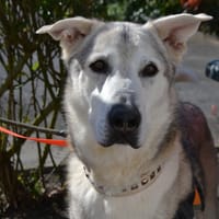 MAX, chien à adopter