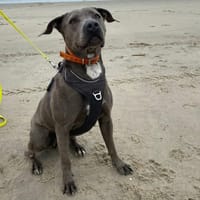 AITANA, chienne à adopter