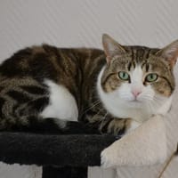SPEEDY, chatte à adopter