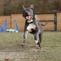 TUSHANE, chien à adopter