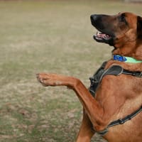 ROUNDUP, chien à adopter