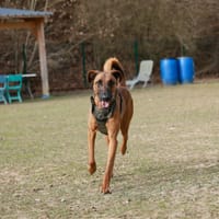 ROUNDUP, chien à adopter