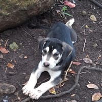 YOKO, chien à adopter