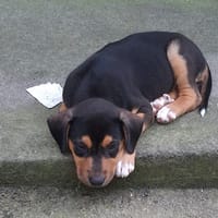 KYOTO, chienne à adopter