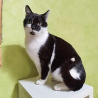 Bran, chat à adopter
