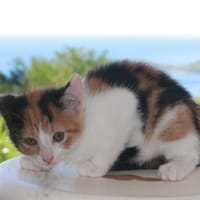 CHAT–AÎGNE, chaton femelle européen, chatte à adopter