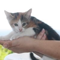CHAT–COOL, chaton femelle européen, chatte à adopter