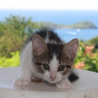 CHAT–LOUPÉ, chaton mâle européen, chat à adopter