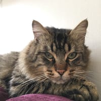 Dega, chat à adopter