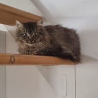 anouko, chat à adopter