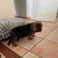 pesto, chien à adopter